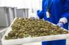 MIKAELA MACKENZIE / FREE PRESS FILES
                                Delta 9 has officially been acquired by Calgary-based Simply Solventless Concentrates Ltd. The Winnipeg production facility has been renamed Humble Grow Co.