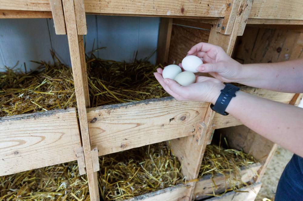 MIKE DEAL / FREE PRESS
Farm-fresh eggs are a small-town luxury, and resilience in the face of tariff price hikes.