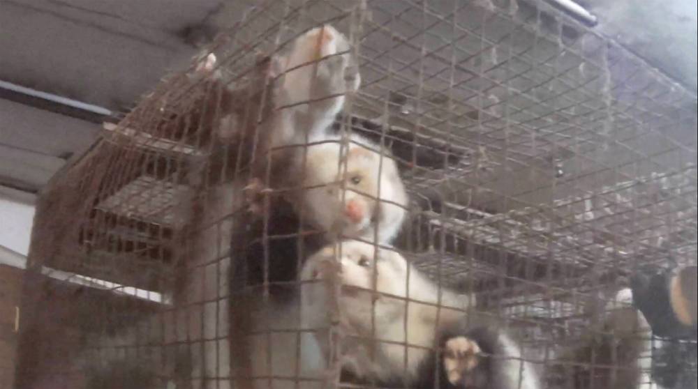 SUPPLIED
This image from video footage supplied by Animal Justice shows a ferret farm near Melita, Man.