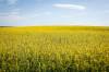 Canola fields are pictured near Cremona, Alta. on July 15. China has announced an anti-dumping investigation into Canadian canola imports. (The Canadian Press)