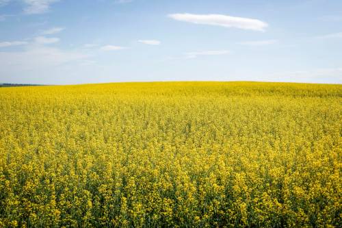 Canola fields are pictured near Cremona, Alta. on July 15. China has announced an anti-dumping investigation into Canadian canola imports. (The Canadian Press)