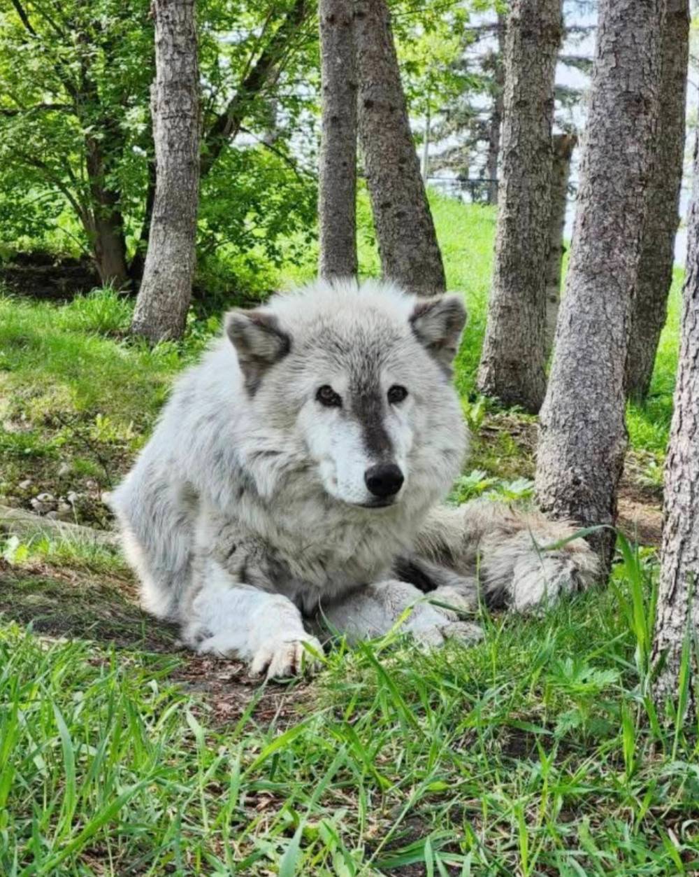 SUPPLIED
The Assiniboine Park Zoo’s last living grey wolf, Bear, died this week.