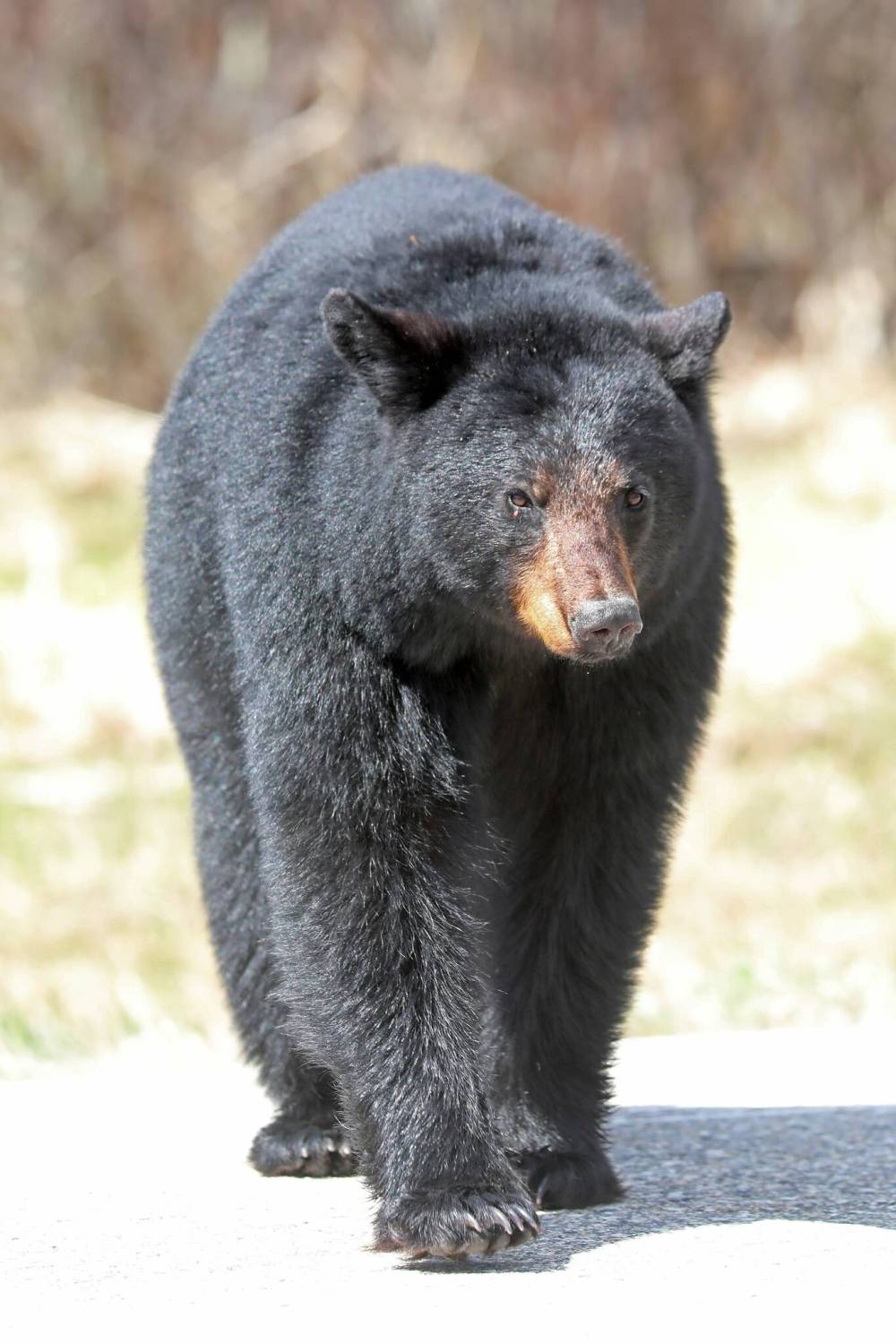 Tim Smith / Brandon Sun files
A 1991 black bear attack in Ontario’s Algonquin Park that left a Toronto couple dead was a catalyst for novelist Claire Cameron’s memoir.