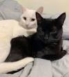 SUPPLIED
                                Rejeana McIvor’s black cat Nami was found dead under the Summit Road bridge in December, days after she rehomed Nami and her second cat, Nero, who is missing.