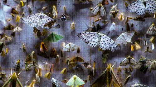 Supplied
                                There are about 160,000 species of moths in the world.