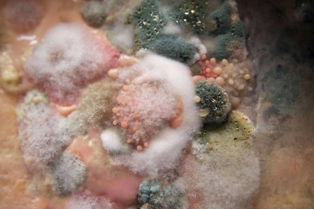 Susan Gibson photo
Alive — Prairie Fusion Arts & Entertainment, Portage la Prairie