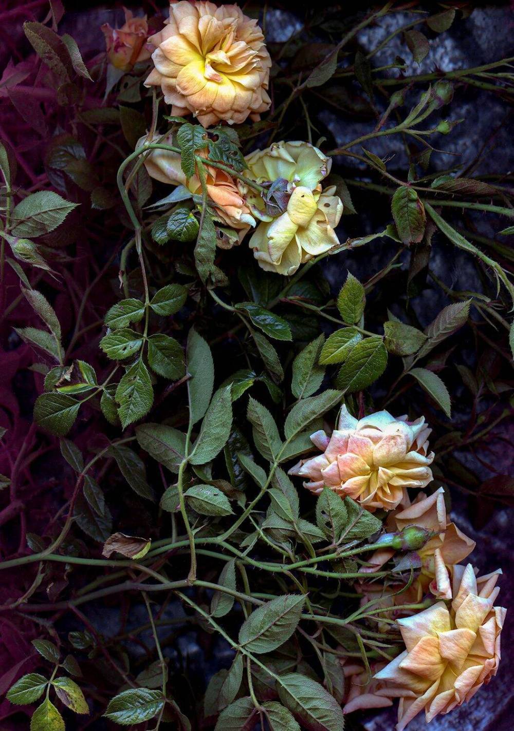 Sheila Spence photo
If William Morris was a Woman — Mennonite Heritage Centre Gallery, Winnipeg