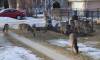 SUPPLIED
                                A photo showing nine deer on a Churchill Drive home’s property on Saturday. The homeowner is concerned that the high deer population will attract predators and possibly bring disease into the area.