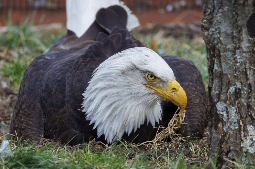 This undated image provided by the World Bird Sanctuary shows Murphy the bald eagle in Valley Park, Mo. (World Bird Sanctuary via AP)