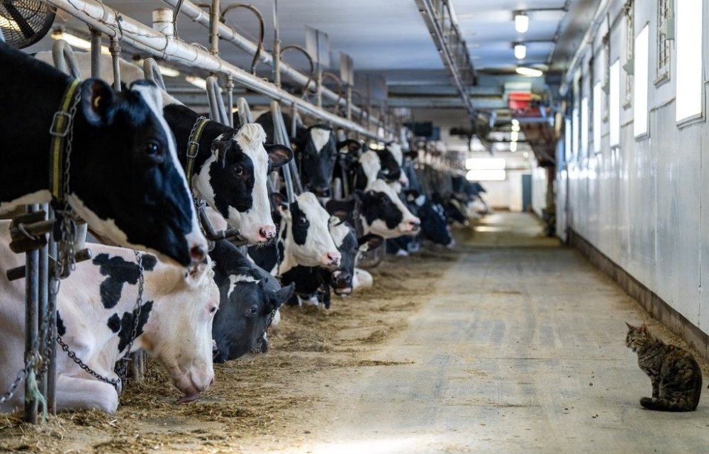 Canadian dairy industry members say they're less worried about the threat of steep U.S. tariffs than they are over a looming battle over supply management in eventual free trade talks. A barn cat looks over at cows as they wait to be milked at a dairy farm in Granby, Que., Wednesday, Feb. 5, 2025. THE CANADIAN PRESS/Christinne Muschi