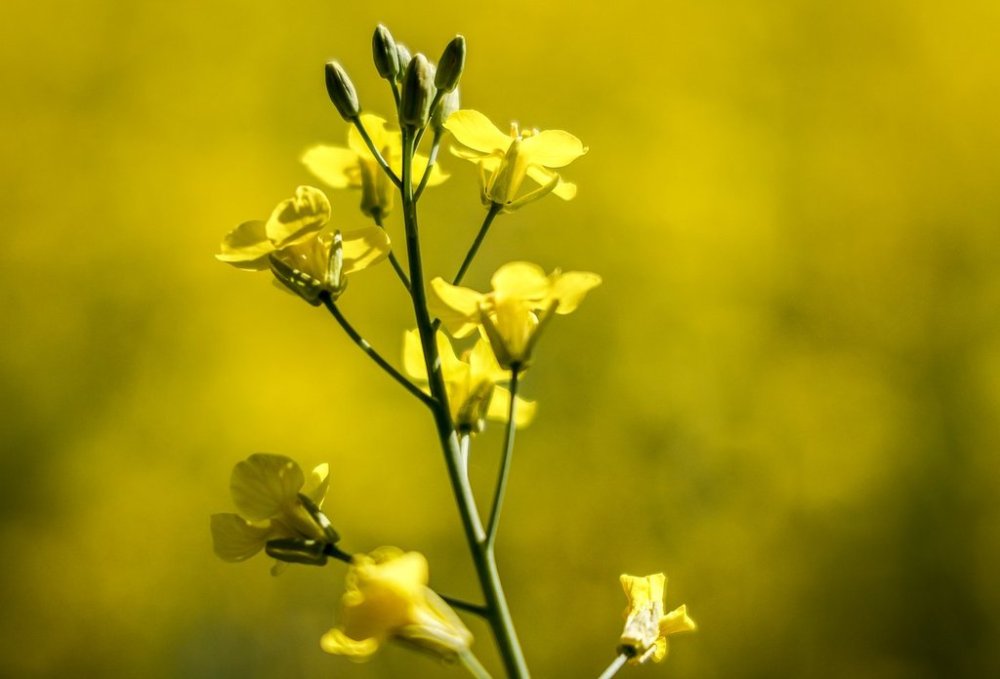A canola plant in full bloom is pictured near Cremona, Alta., Monday, July 15, 2024. THE CANADIAN PRESS/Jeff McIntosh
