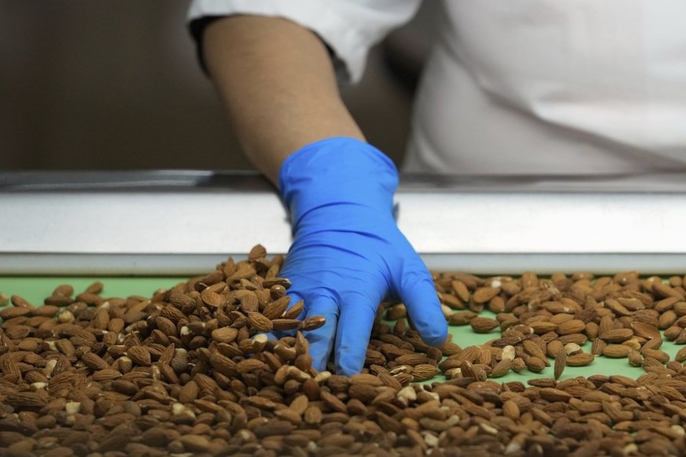 Angelita Delgado sorts through almonds by hand at Stewart and Jasper Orchards, Friday, March 7, 2025, in Newman, Calif. (AP Photo/Godofredo A. Vásquez)