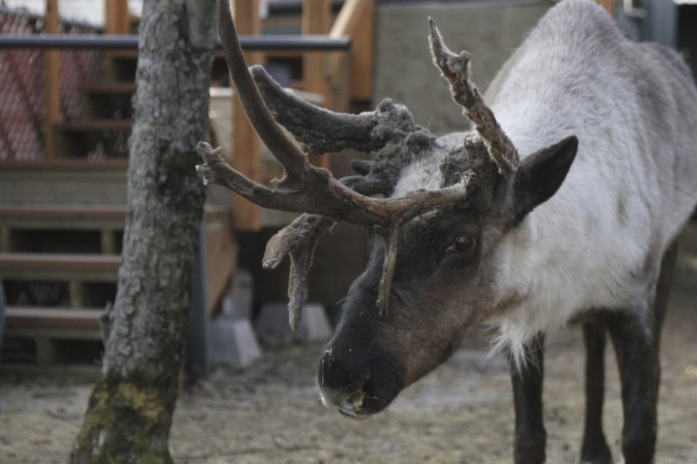 Star, a pet reindeer, is shown in the backyard of his owner Albert Whitehead in downtown Anchorage, Alaska, on March 11, 2025. (AP Photo/Mark Thiessen)