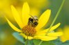 A bee collects pollen on a flower on the grounds of the Canadian Museum of Nature in Ottawa on July 28, 2021.  A new report involving a Canadian researcher warns more than one-fifth of pollinator species assessed in North America — critical for food production and ecosystem function — are at risk. THE CANADIAN PRESS/Sean Kilpatrick