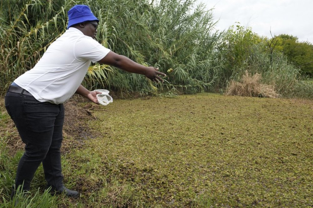 Deputy Minister of Water and Sanitation Isaac Sello Seitlholo tosses out samples of Salvinia minima ferns infected with black weevils onto a carpet of the ferns growing at the Hartbeespoort Dam in South Africa, on March 17, 2025. (AP Photo/Themba Hadebe)