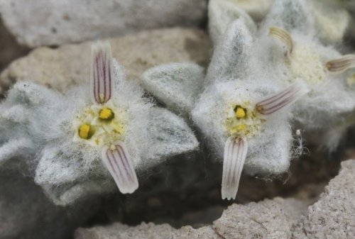 This photo by James Bailey shows the wooly devil flower in Big Bend National Park on April 6, 2024. (James Baily via AP)