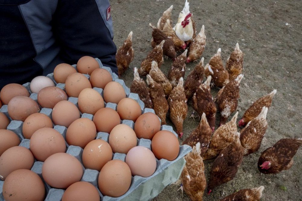 A farmer displays eggs from his chicken in Wehrheim near Frankfurt, Germany, Wednesday, March 26, 2025. (AP Photo/Michael Probst)