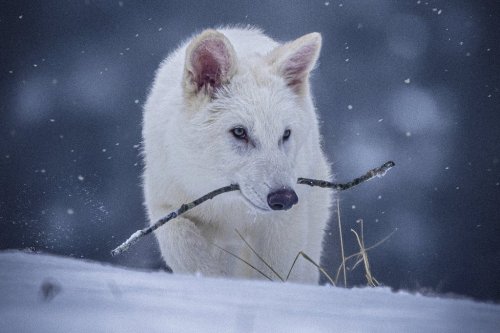 This undated photo provided by Colossal Biosciences shows a young wolf that was genetically engineered with similarities to the extinct dire wolf. (Colossal Biosciences via AP)
