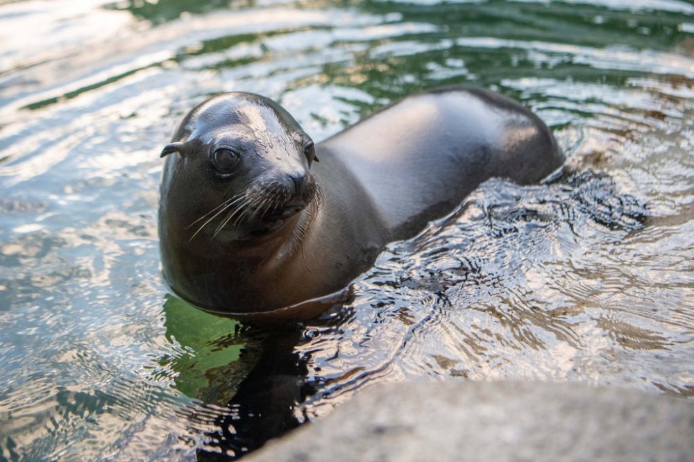 This photo provided by Point Defiance Zoo & Aquarium shows sea lion pup named Pepper on Thursday, Feb. 6, 2025 at the the Point Defiance Zoo & Aquarium in Tacoma, Wash. (Katie G. Cotterill/Point Defiance Zoo & Aquarium via AP)