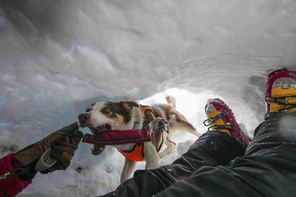 Zen, an avalanche Border Collie, attends a training with the Italian National Alpine and Speleological Rescue Corps in Col Gallina, near Cortina D'Ampezzo, northern Italy, Tuesday, March 25, 2025. (AP Photo/Luca Bruno)