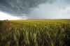 A field of wheat is seen in the Zaporizhzhia region in an area under Russian military control, southeastern Ukraine, Tuesday, June 14, 2022. The Zaporizhzhia region has been under control of the Russian forces since the early days of the Russian military action in Ukraine. This photo was taken during a trip organized by the Russian Ministry of Defense. (AP Photo)