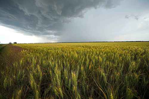 A field of wheat is seen in the Zaporizhzhia region in an area under Russian military control, southeastern Ukraine, Tuesday, June 14, 2022. The Zaporizhzhia region has been under control of the Russian forces since the early days of the Russian military action in Ukraine. This photo was taken during a trip organized by the Russian Ministry of Defense. (AP Photo)