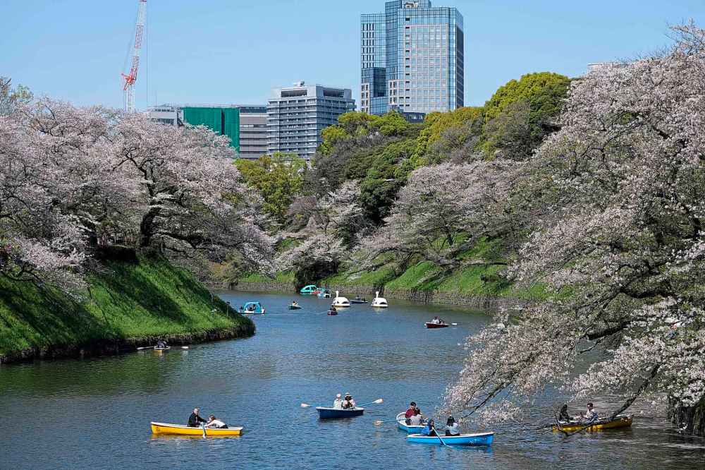 People ride boat near the cherry blossoms in full bloom at the Chidorigafuchi palace moat in Tokyo during the height of blossom season last year. Cherry blossoms, or “sakura,” are Japan’s favorite flower and usually reach their peak in late March to early April, just as the country celebrates the start of a new school and business year. (AP Photo/Shuji Kajiyama)