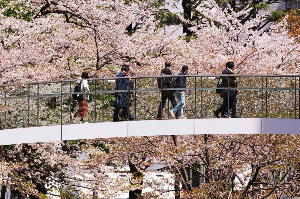 Visitors view seasonal cherry blossoms in full bloom from a pedestrian bridge in the Roppongi district, Thursday, April 11, 2024, in Tokyo during last year's sakura season. Many Japanese enjoy walking or picnicking under the trees. (AP Photo/Eugene Hoshiko)