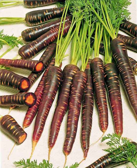 Carrot Purple Haze, at T and T Seeds. (All-America Selections)