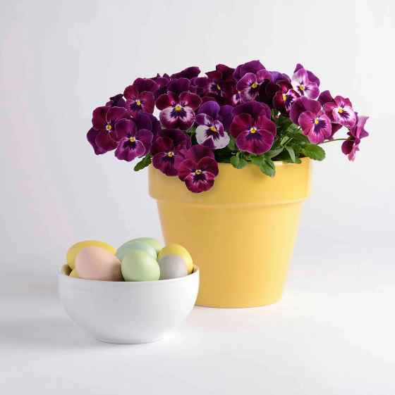 Cool Wave Raspberry Spreading Pansy (Ball Horticultural)