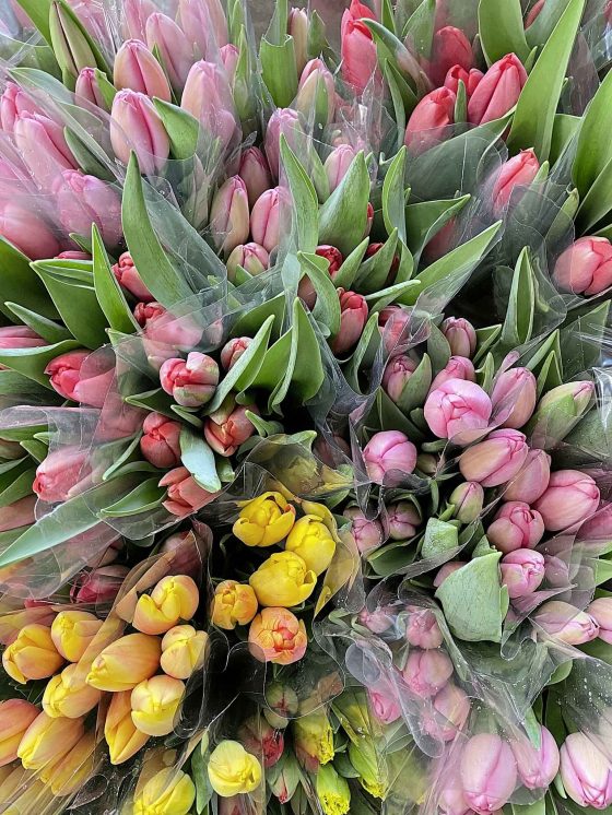 Locally grown fresh cut tulips (Twin River Gardens)