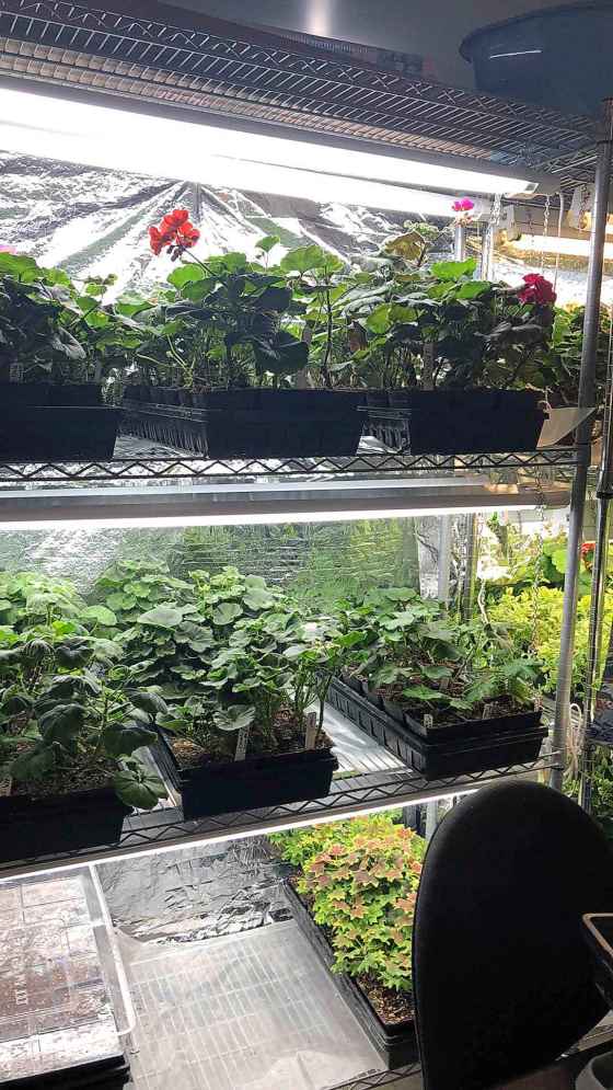 Geranium cuttings growing under fluorescent lights, March 2025. (Cheryl Geske photo)