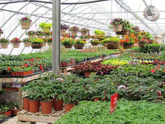 Will plants cost more this year? (Colleen Zacharias photo)
