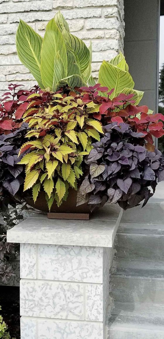 An elevated planter design: Headingley garden coleus and canna lily (Colleen Zacharias photo)