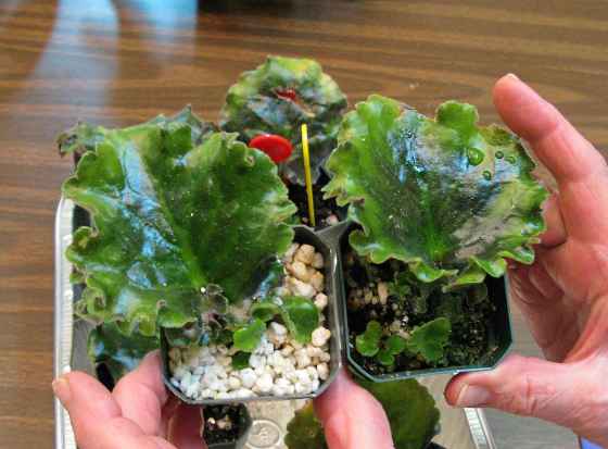 African Violet propagation soil mix with vermiculite or perlite (Susan Kotello)