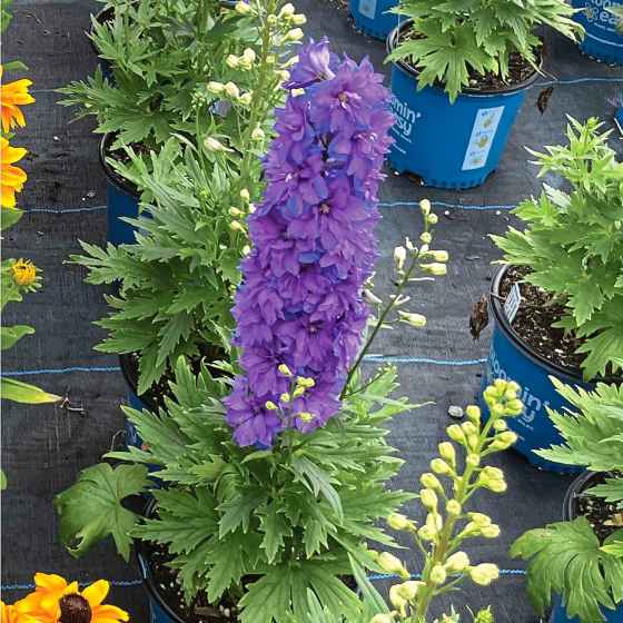 Delphinium Laser Beam, super sturdy stems, new for 2025 from Bloomin Easy (Bloomin Easy)