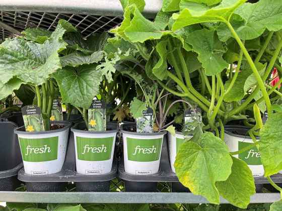 Grow your own with fresh brand veggie and herb seedlings, locally produced. (Vanstone Nurseries)