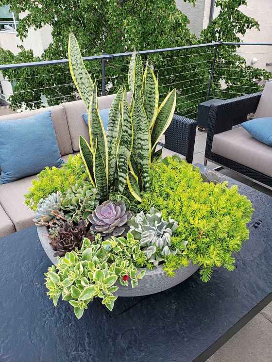 Snakeplant thriller in a container garden designed by Winnipeg's Barefoot Gardener (Karen Chopp)