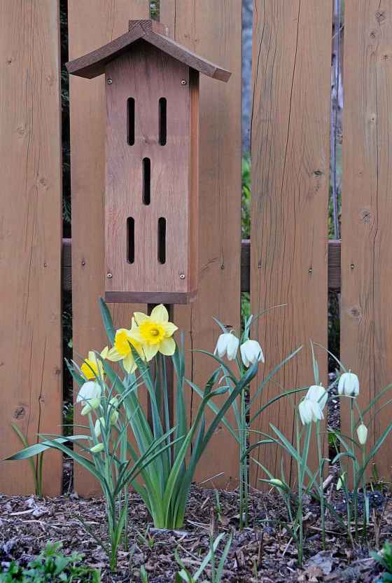 Snake's head fritillaria with white flowers (Marilyn Latta photo)