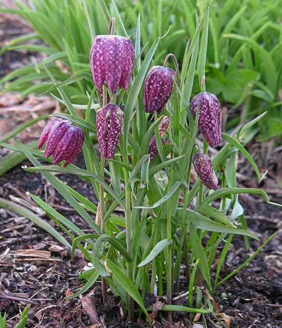 Snake's head fritillaria with purple flowers (Marilyn Latta photo)