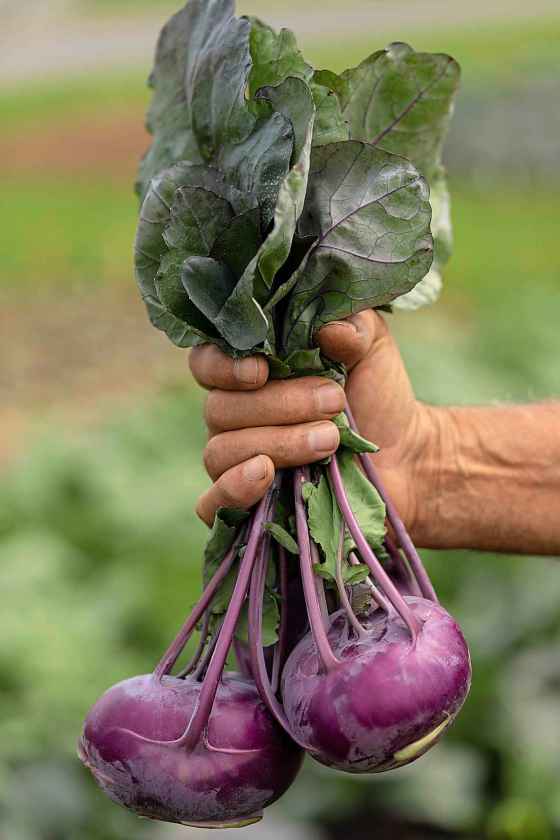 Vanstone Fresh, Konstance Kohlrabi, 2025 AAS Winner (All America Selections photo)