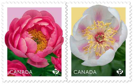 Annual stamps released March 3: Peony Cytherea (left) and Peony Marie-Victorin Peony. (Canada Post)