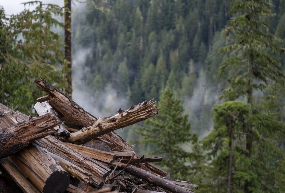 Felled trees are seen in Fairy Creek logging area near Port Renfrew, B.C. Tuesday, Oct. 5, 2021. THE CANADIAN PRESS/Jonathan Hayward