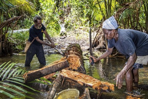 In this image provided by Mighty Earth, the head of Kwipalo family of Papua's Yei tribe, Vincen Kwipalo, 63, left, and his wife Alowisia Kwerkujai, 58, cut a sago tree to find sago grubs, at a tribal forest in Jagebob district in Merauke, Papua province, Indonesia, on March 17, 2025. (Yusuf Wahil/Mighty Earth via AP)