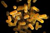 FILE - This 2016 illustration provided by the Centers for Disease Control and Prevention, based on electron microscope imagery, depicts Bordetella pertussis bacteria, which causes whooping cough. (Meredith Newlove/CDC via AP, File)