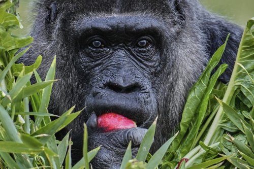 Female gorilla Fatou, the oldest of Berlin's zoo and also believed to be the world's oldest gorilla, enjoys her birthday basket with a 