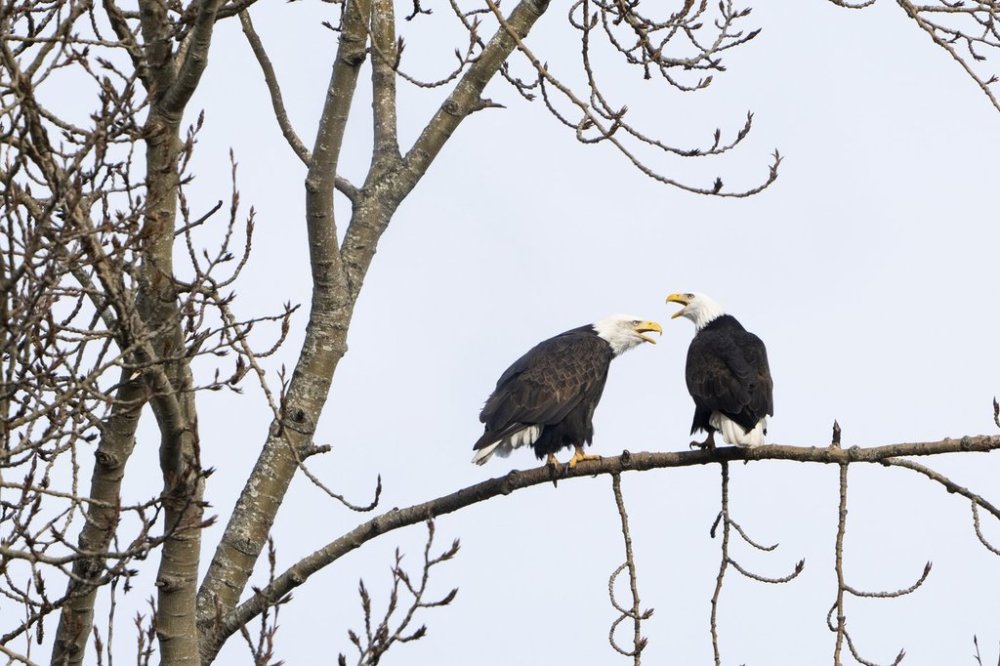 FILE - A pair of bald eagles call out while resting on a tree next to Union Bay, Jan. 16, 2024, in Seattle. (AP Photo/Lindsey Wasson, File)