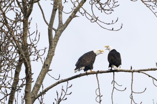 FILE - A pair of bald eagles call out while resting on a tree next to Union Bay, Jan. 16, 2024, in Seattle. (AP Photo/Lindsey Wasson, File)