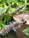 RUSSELL WANGERSKY / FREE PRESS
                                A bumblebee pollinates garden flowers