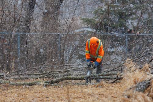 MIKE DEAL / FREE PRESS
                                A small crew cuts down trees early Monday morning in Lemay Forest.